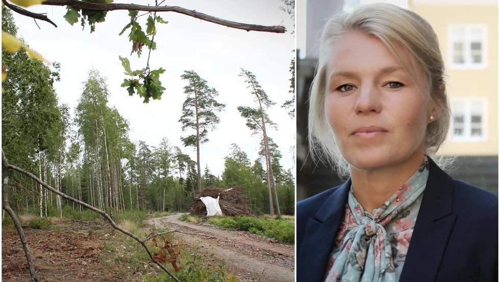 Jag räknar med att inte en enda millimeter av skogsdungen kommer att röras i samband med kommande exploatering av området, skriver Sophia Jarl i sitt svar till Reidar Svedahl (L).
