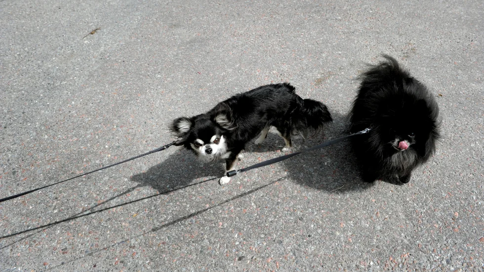 Gatu- och samhällsmiljönämnden säger nej till ett skärpt koppeltvång för hundar i Uppsala kommun.