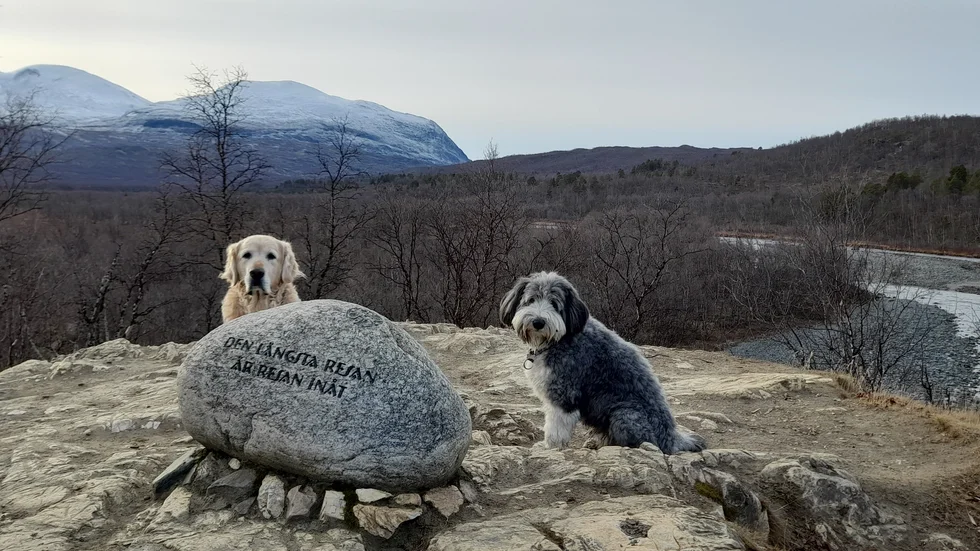 Sigge och Billy i Abisko.