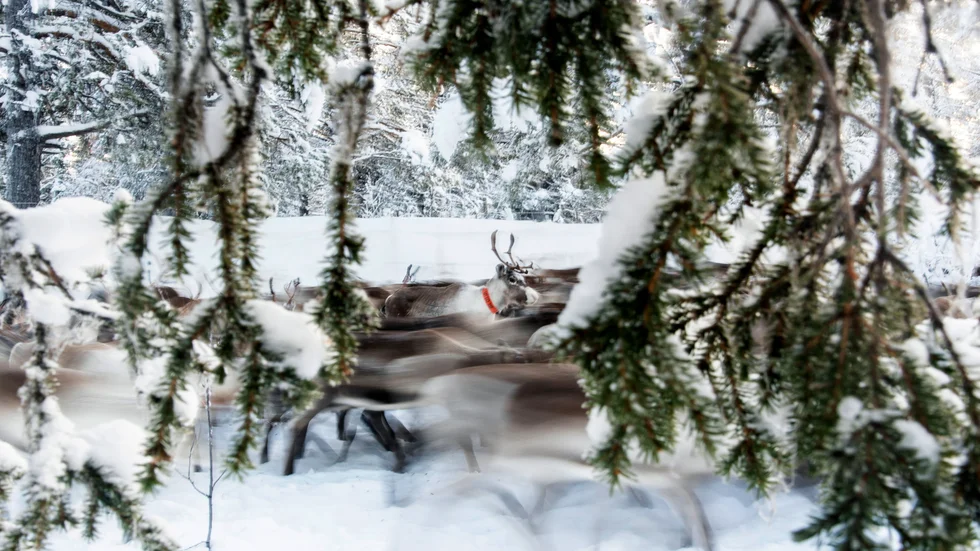 Renar rör sig i utkanten av Jokkmokk. Arkivbild.