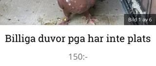 Duvor hålls instängda i husvagn i Strängnäs