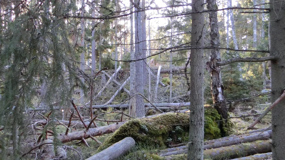 Granbarkborrens angrepp sprider sig som en löpeld, enligt insändarskribenten.