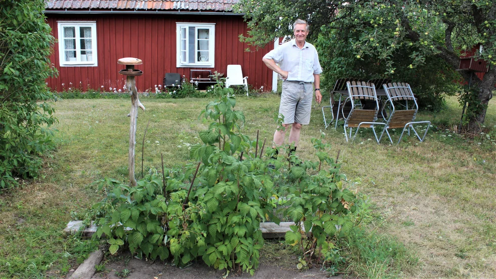 Yngve Lindells trädgårdsland mår sådär, enligt honom själv. Värmen gör att växterna kräver mer vatten, men Yngve vill vara försiktig så att inte brunnen sinar. 