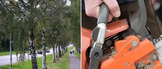 Vill såga ned björkallé vid Lännavägen • Länsstyrelsen säger nej • Alléer viktiga restbiotoper
