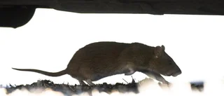 Nu har råttor och möss högsäsong