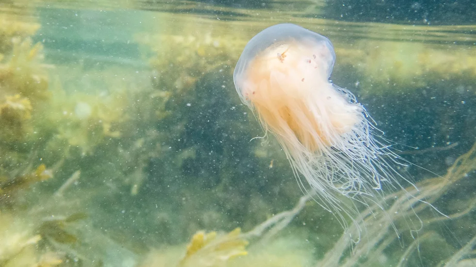 Badsugna har fått tänka om efter att mängder av röda brännmaneter samlats längs Västkusten i sommar. Den stora mängden maneter beror på vattentemperaturen, berättar marinbiologen Björn Källström. Arkivbild.