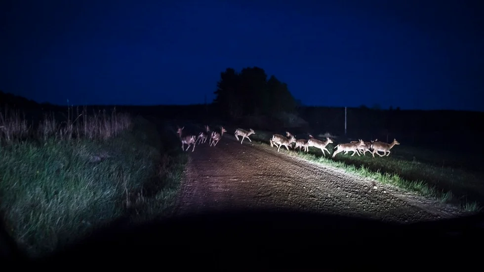 70 procent av alla viltolyckor i Sörmland involverar rådjur.