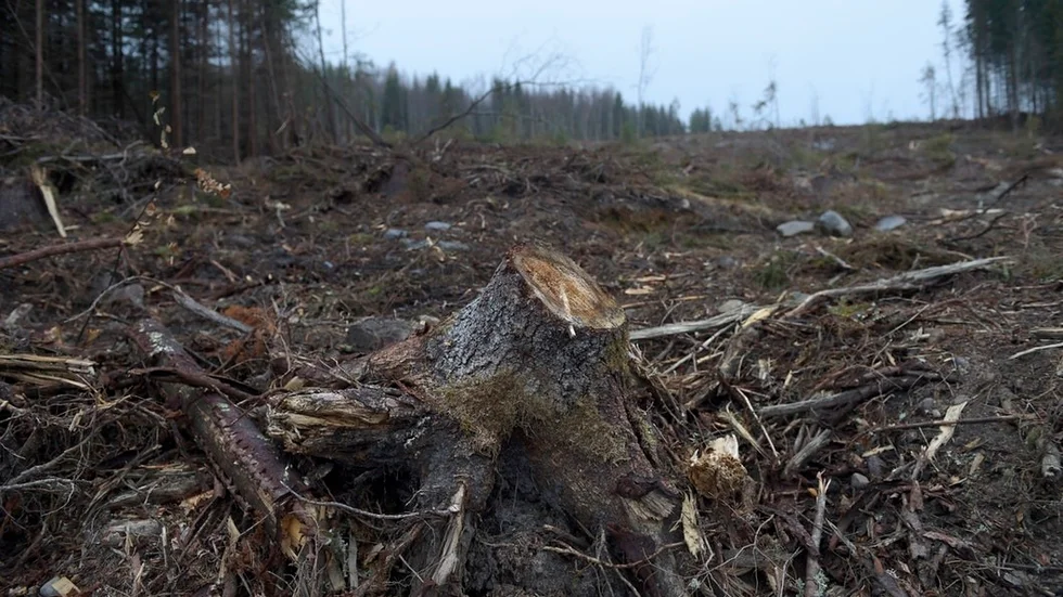 Alla fyrbenta djur på tassar och klövar – vart tog ni vägen när skogsmaskinerna vältrade in och skövlade era hem? undrar insändarskribenten. FOTO: FREDRIK SANDBERG/TT