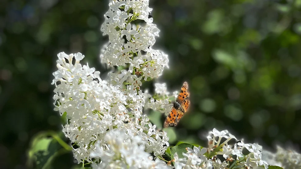 Fjäril vingad i sommarvit syren.