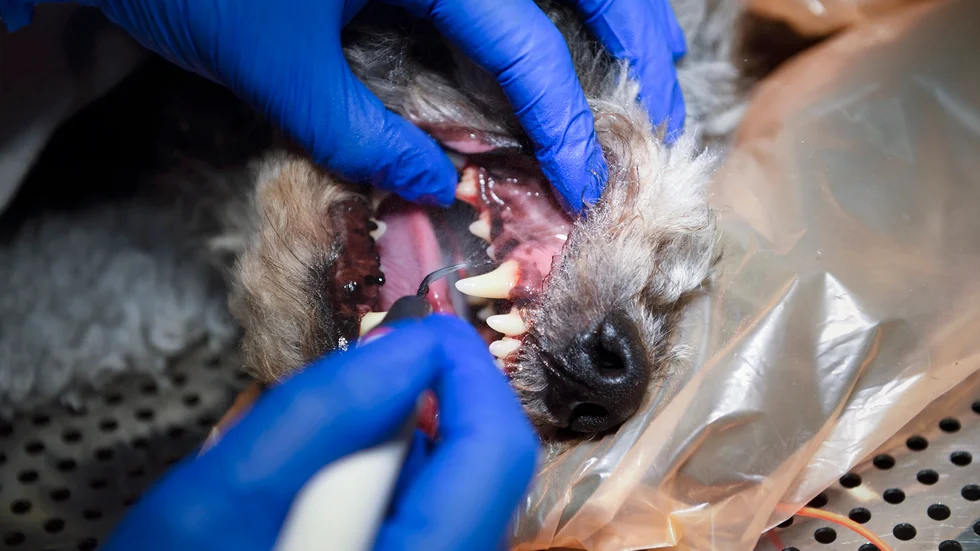 Kvinnan gick till en veterinär för att avliva sin hund som bara hade några tänder kvar. Nu är hon polisanmäld och misstänkt för djurplågeri.