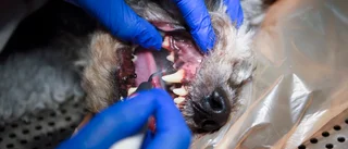 Veterinärhögskola i Skellefteå – en lysande idé