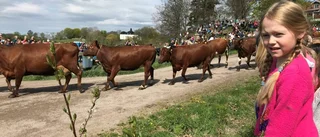Kosläpp lockade 3 000 åskådare