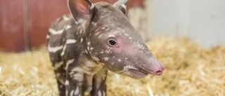 Babylycka på Kolmården – kolla in den nyfödda tapiren!