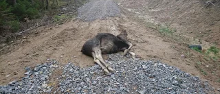 Flera självdöda älgar hittade – jägare söker svar