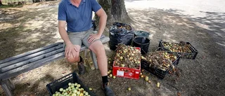 Magda gård efterlyste fallfrukt till korna – nu öser det in 100 kilo frukt dagligen