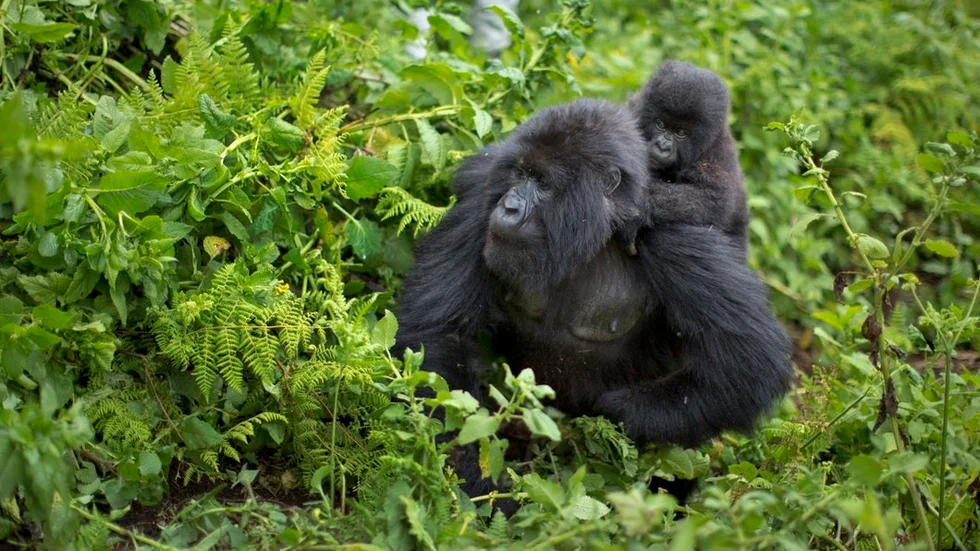 En av månadens positiva nyheter är att antalet bergsgorillor ökar. Läget för gorillorna är fortfarande allvarligt, men bättre än tidigare.