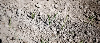 Rekordtorkan en mardröm för Sörmlands lantbrukare