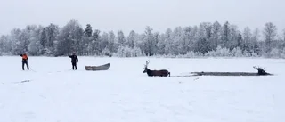 Dramatik när hjortar räddades ur isvak
