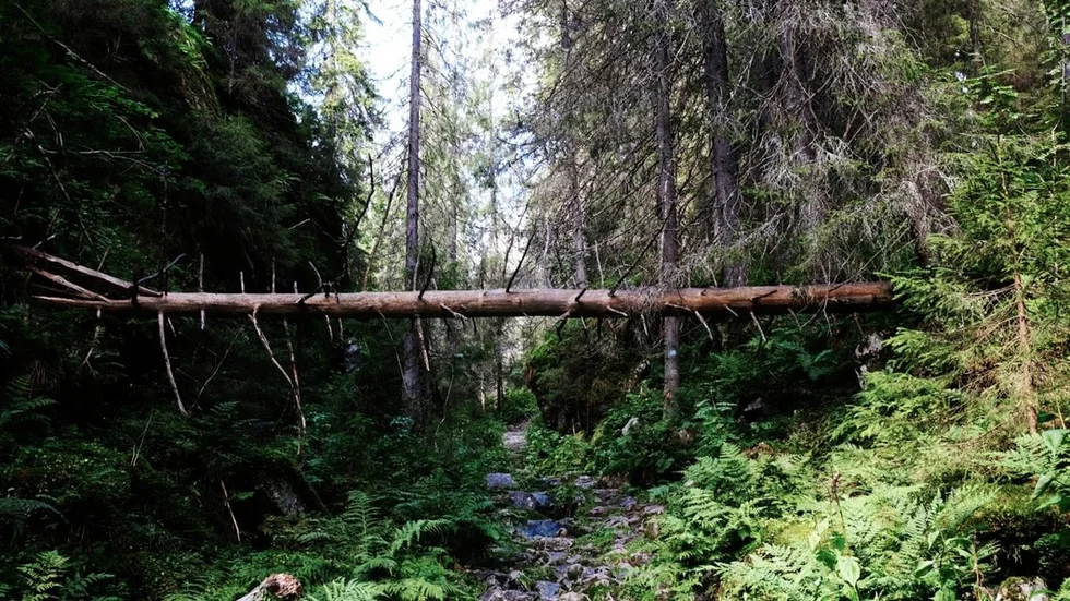 Skog
