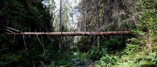 "Det håller på att gå åt skogen"