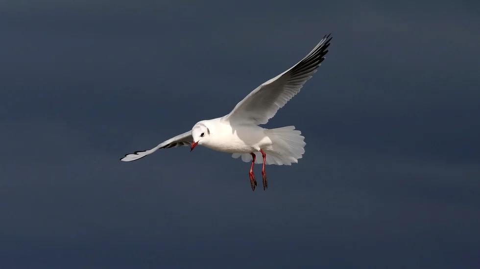 Fågelinfluensa har konstaterats hos en död fiskmås i Longyearbyen på Svalbard. Arkivbild.