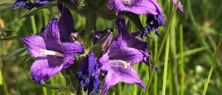 Vägkantsklippare fällde alla blommor