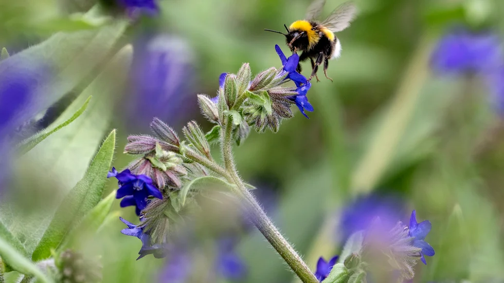 En humla bland vildväxande blommor i nyttodjurparken på Kiviks Musteri.