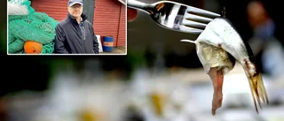 Kustfiskare har länge larmat – tyvärr för döva öron: "Läget är extremt, stora industrier skriker efter strömming"