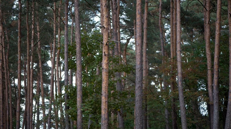 Genom egen försörjning av biodrivmedel kan vår säkerhetspolitiska situation bli betydligt tryggare, skriver Landsbygdspartiet.