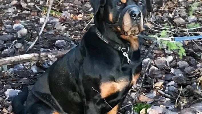 Rottweilern Corvette försvann i skogarna vid Ärja grustag i lördags.