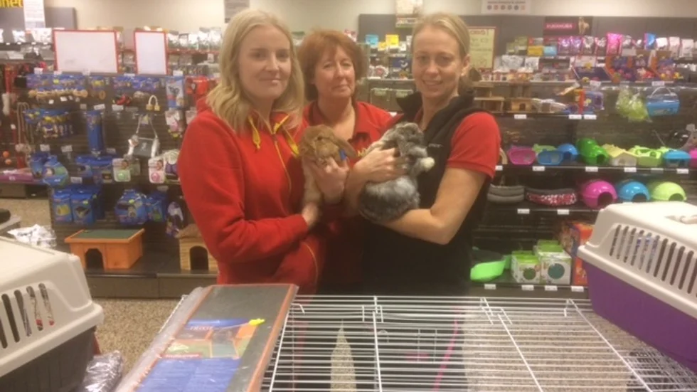 Sandra Brännström, butikschefen Kim Tunér och Åsa Hörnell tillsammans med två avelskaniner i form av Polly och Gordon på Djurmagazinet i Eskilstuna.