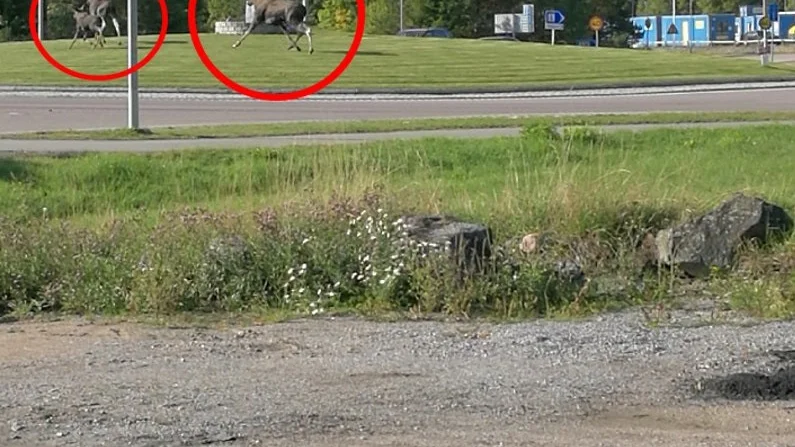 Ingegerd Lyktberg från Eskilstuna lyckades fånga alla tre älgarna på bild när de sprang över rondellen.