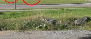 Här springer älgfamiljen runt i Strängnäs – mitt i Kilenrondellen