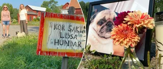 Hund påkörd vid kennel – Happy avlivades efter olyckan: "Folk måste sluta köra så jävla fort"