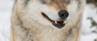 Kraftigt skabbangripen varg vandrar runt i Gnestatrakten