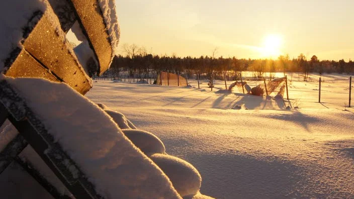 VINTERBETE. "Försvaret upptar en stor del av våra vinterbetesmarker med sina övningar. Det stör vinterbetet för renarna och därför yrkar vi på merarbetesersättning", säger Niila Inga, ordförande i Laevas sameby.