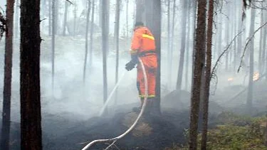 Skogsbranden i Muddus har spridit sig.  Naturbevakare Per-Åke Berglund från länsstyrelsen bekämpar branden. Fotograf: Jan Stuge