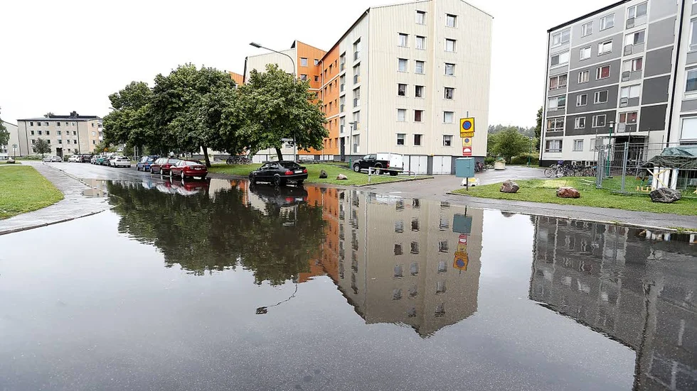 En vanligare syn i Östergötland om några decennier? Bilden tagen i Norrköping tidigare i höst.