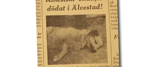 Vilddjur från Kina i Älvestad!