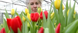 Dags för tulpaner