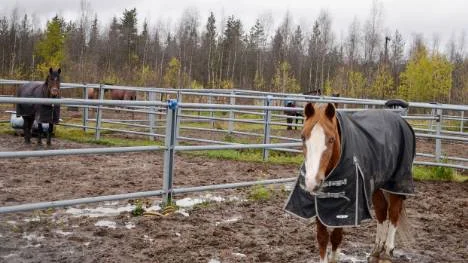 Hästarna i Ridklubben Dundrets hagar får ingen ro på grund av att en älgko och hennes två kalvar slagit viste i ridanläggningens område.<_Bildtext Fotobyline> FOTO: Maria Ödalen</_Bildtext Fotobyline>