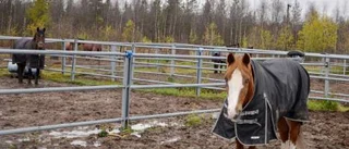 Älgar skrämmer slag på ryttare på ridklubben i Gällivare