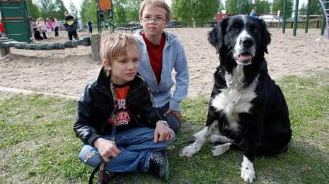 Hundvänligt var det när Prästholmsskolan bjöd in till en husdjursdag. LucasLindskog hade med sig hunden Freja som är en korsning mellan golden retriver och border collie. Klasskamraten Carl Andersson fick en valp i lördags. FOTO: Lena Leffler