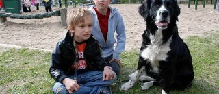 Husdjur på skolan - då trivdes eleverna
