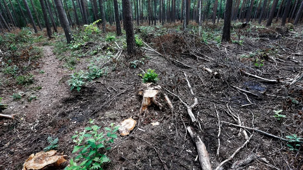 Skog avverkas vid Offerbyvägen.