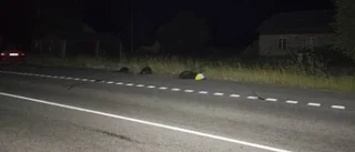 Lamm på villovägar - sju dog