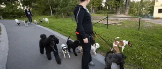 Håll hunden från skolan