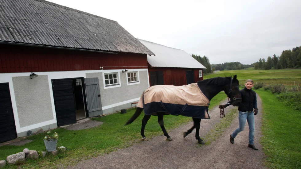 En dag när mor och dotter kom hem från en resa överraskade pappa Claes dem med att ha putsat stallets väggar.