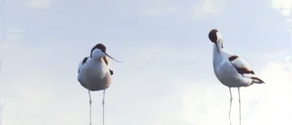 Spännande fågelmålningar
