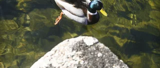 Samma regler ska skydda Vättern